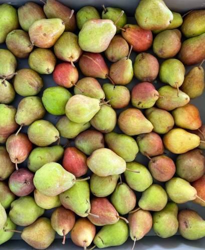 Bartlett Pears Display